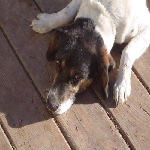 _images/1_3_comp_vision_example_dogs_cats_66_0.png